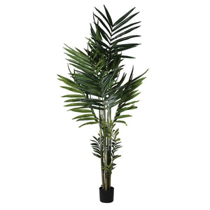 Kentia Palm Tree | Large