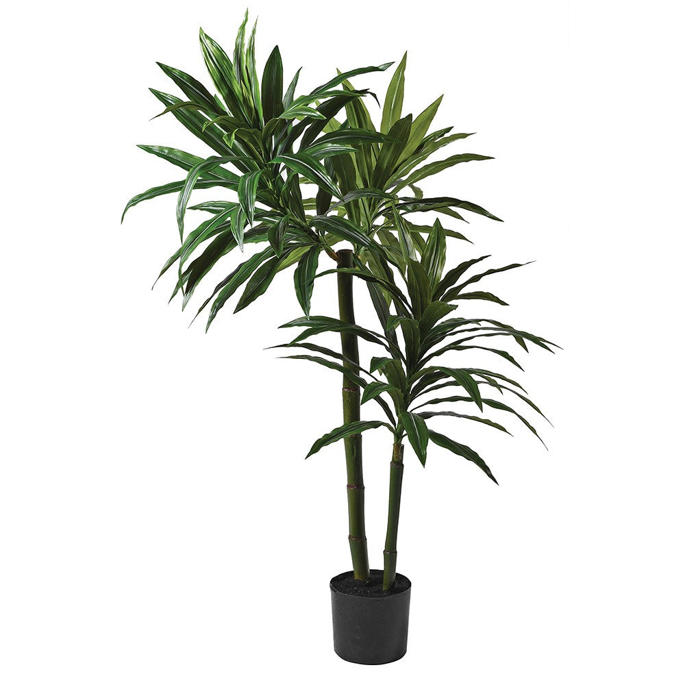 Dracaena Plant